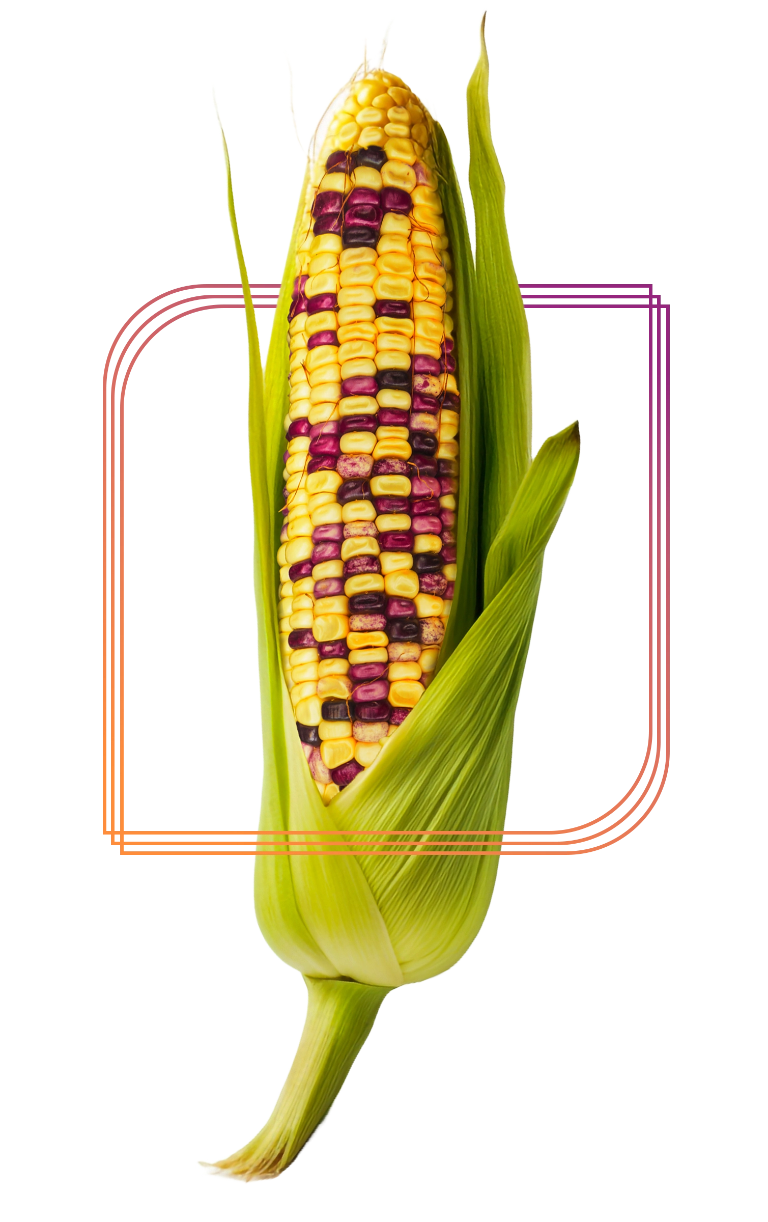 Indian_Corn_with_leaves