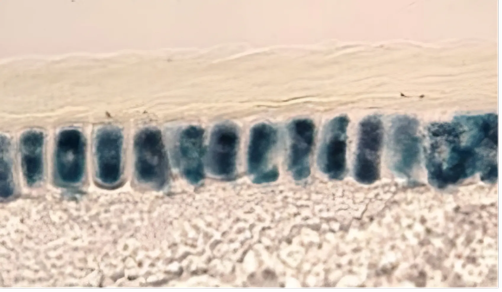 Microscope_kernel Microscope Kernel