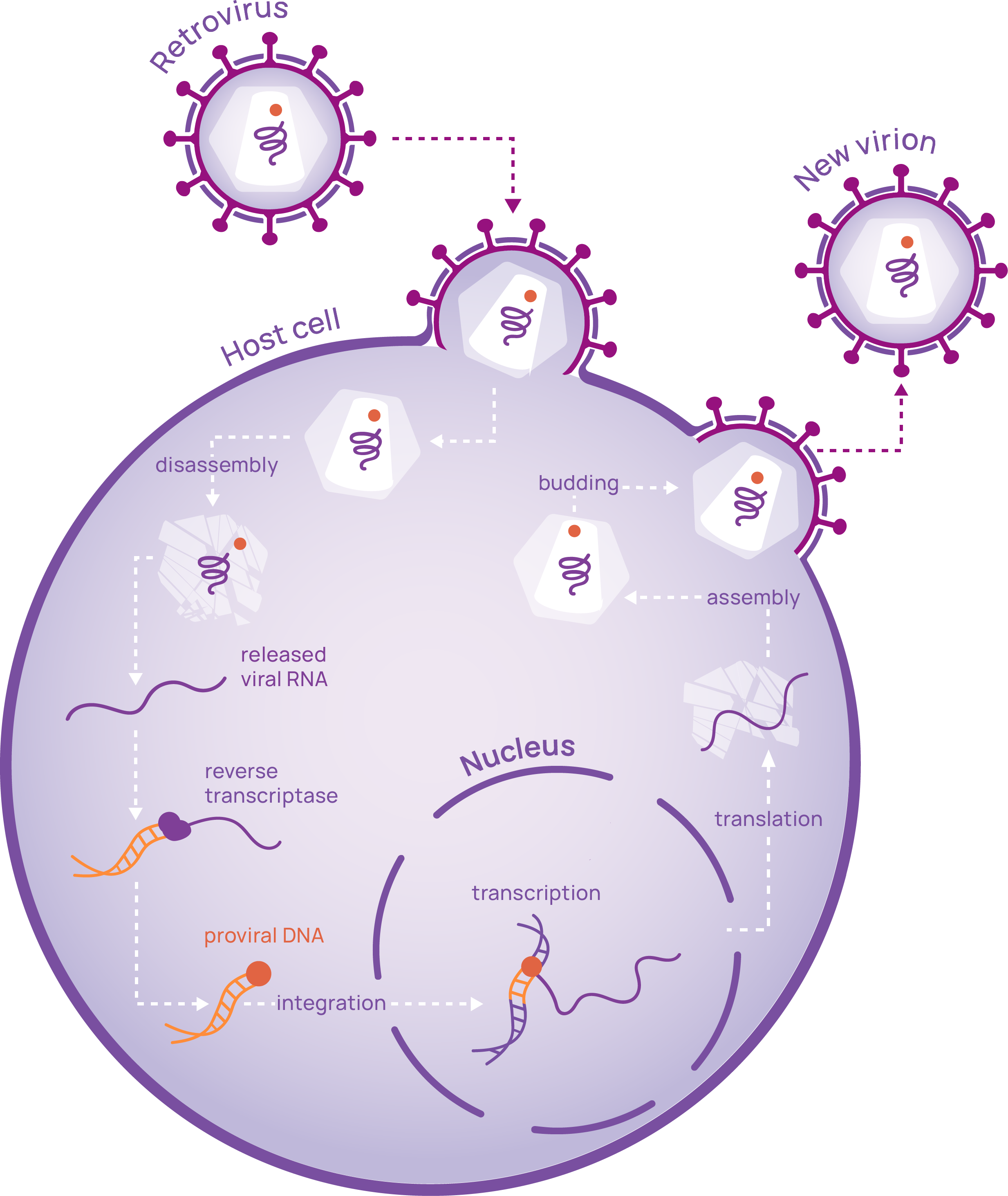 RETROVIRUS_Correction_2